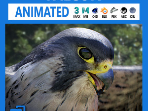 3D Animated Falcon 3D Model
