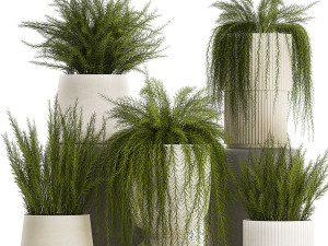 Beautiful bush plants Asparagus aethiopicus flowerpot 1311 3D Model