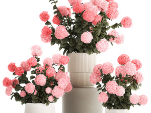 Beautiful bushes of pink hydrangea in a flower pot for home 3D Model