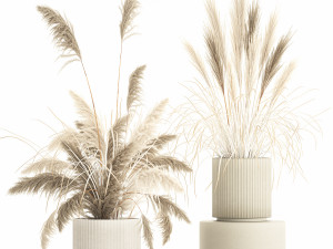 Beautiful bushes pampas grass for decoration in pots 1289 3D Model