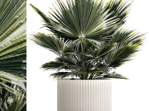 Beautiful fan palm for decoration in a flower pot 1275 3D Model