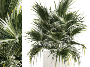 Beautiful Fan Palm In A Flower Pot For Decoration 1274 3D Model