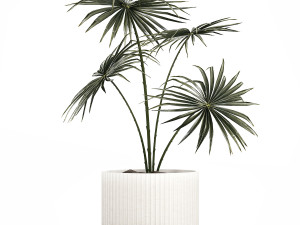 Beautiful fan palm in a flower pot for decoration 1282 3D Model