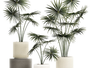 Beautiful fan palms in flower pots for decoration 1280 3D Model