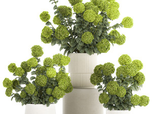 Beautiful Hydrangea bushes in a flower pot for home 1296 3D Model