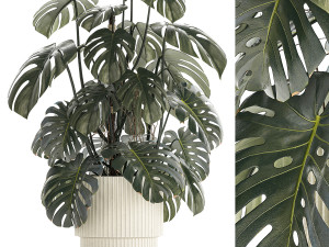 Beautiful Monstera bushes in a flower pot for decoration 1288 3D Model