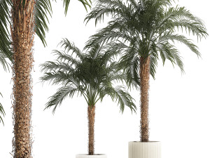 Beautiful Phoenix roebelenii palm tree in a flower pot for home 1295 3D Model