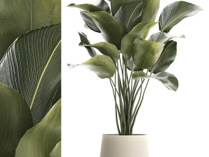 Beautiful plant Calathea lutea palm tree in a pot 1300 3D Model