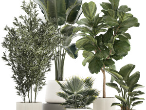 Beautiful plant Strelitzia Ficus palm trees in pots 1299 3D Model