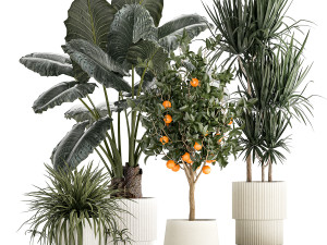 Beautiful plants Alocasia and Dracaena bush in a pot 1302 3D Model