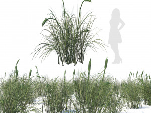 Broadleaf cattail grass cluster 3D Model