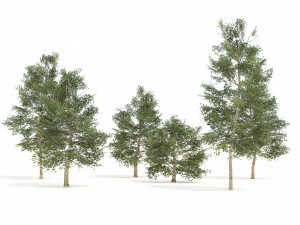 Common Buckthorn trees  3D Model