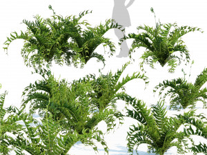 Evergreen fern plants 3D Model