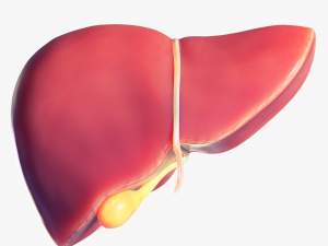 Human Liver Low-poly 3D Model