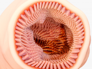 Intestinal Microvilli Anatomy 3D Model