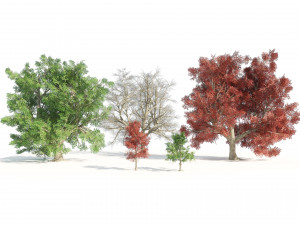 Large and young red maple trees 3D Model