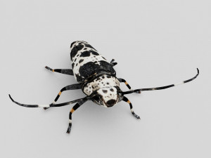 longhorn beetle acanthoderes lacrymans 3D Model