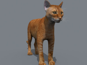 My Cat 8K - 3d animated model 3D Model