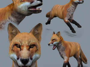 My Fox - 3d animated fox model 3D Model