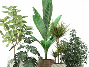 Plants collection 116 3D Model