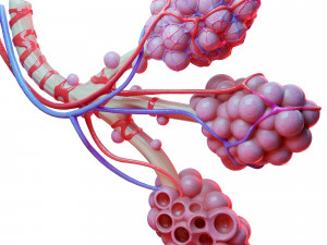 Realistic Human Bronchi Alveoli Anatomy 3D Model