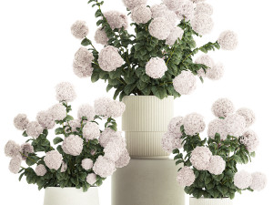 Set of beautiful plants Hydrangea in a flower pot for home 1294 3D Model