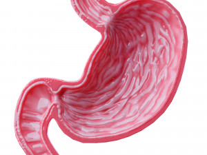 Stomach Cross Sectional Anatomy 3D Model